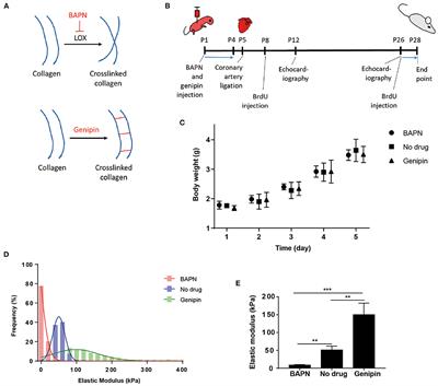 Microenvironment Stiffness Amplifies Post-ischemia Heart Regeneration in Response to Exogenous Extracellular Matrix Proteins in Neonatal Mice